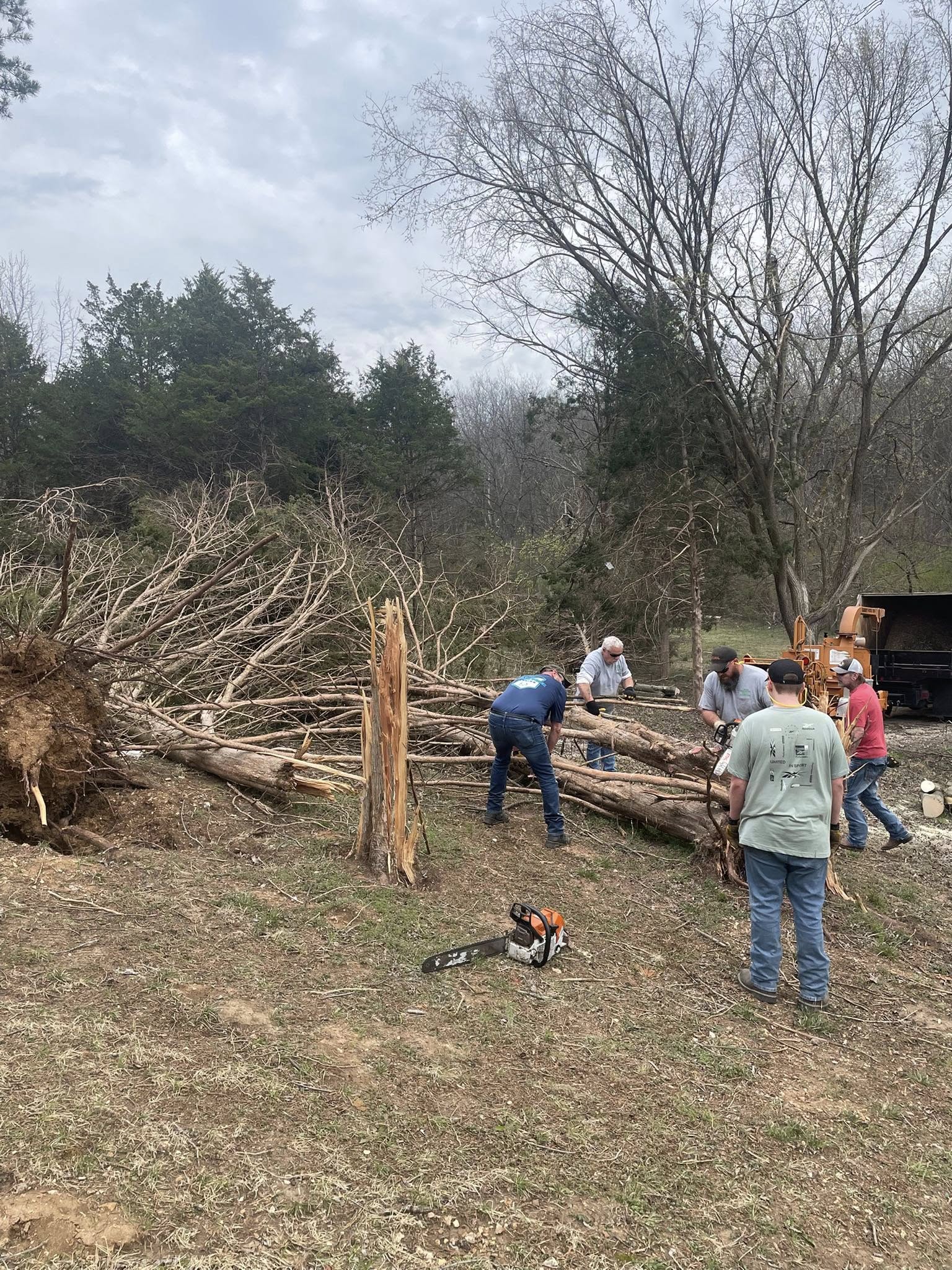 Tree work photo 1
